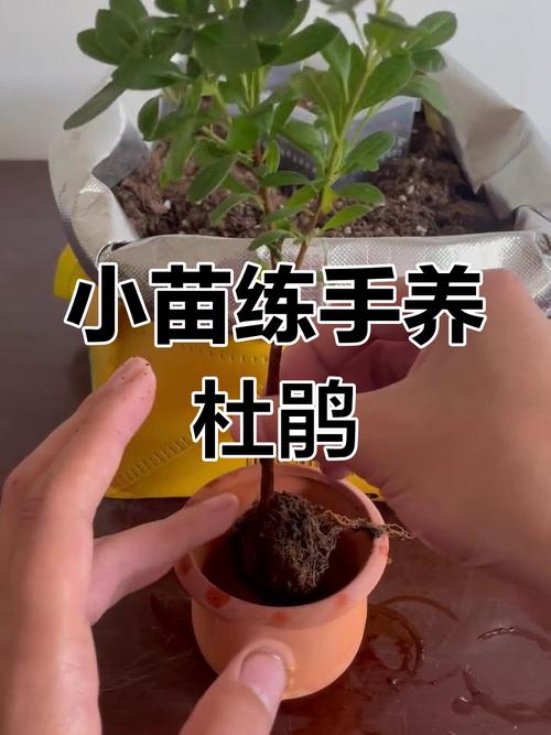杜鹃小苗怎样栽成活率高？杜鹃花小苗？