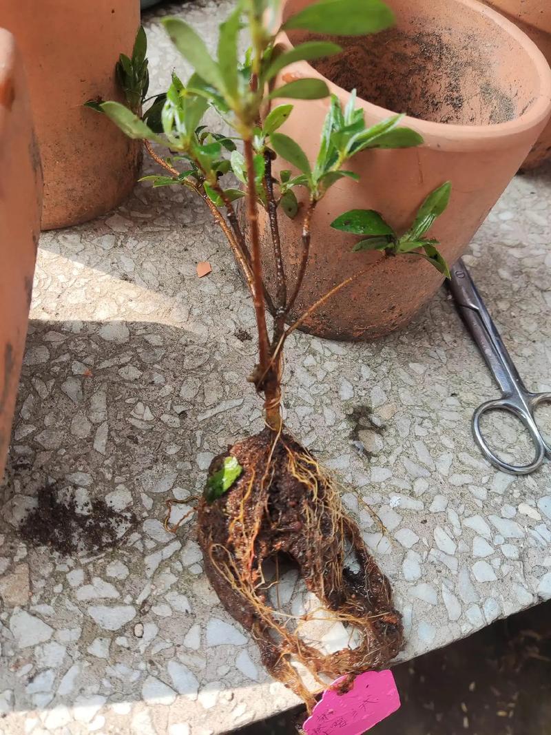 杜鹃小苗怎样栽成活率高?杜鹃花小苗?-第2张图片-优品飞百科 杜鹃小苗怎样栽成活率高?杜鹃花小苗?-第2张图片-优品飞百科