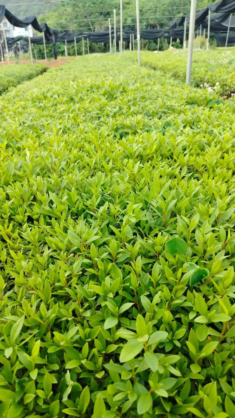 杜鹃小苗怎样栽成活率高?杜鹃花小苗?-第3张图片-优品飞百科 杜鹃小苗怎样栽成活率高?杜鹃花小苗?-第3张图片-优品飞百科