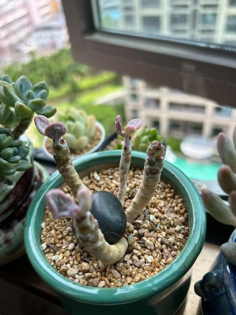 多肉夏必死清单？多肉夏型品种图片？