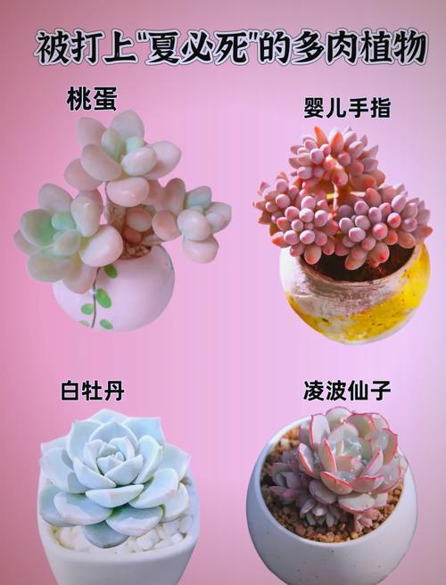 多肉夏必死清单？多肉夏型品种图片？-第2张图片-优品飞百科