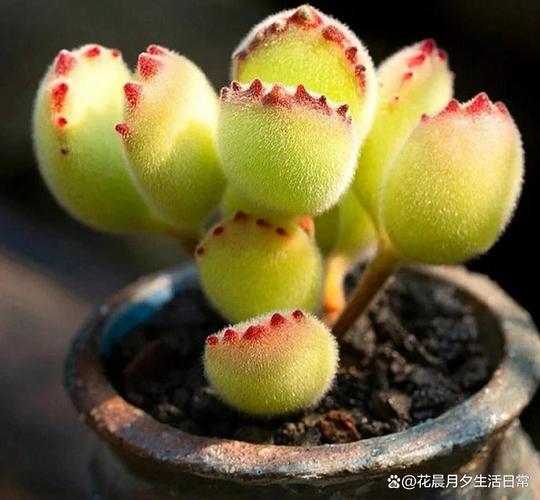 多肉夏必死清单？多肉夏型品种图片？-第3张图片-优品飞百科