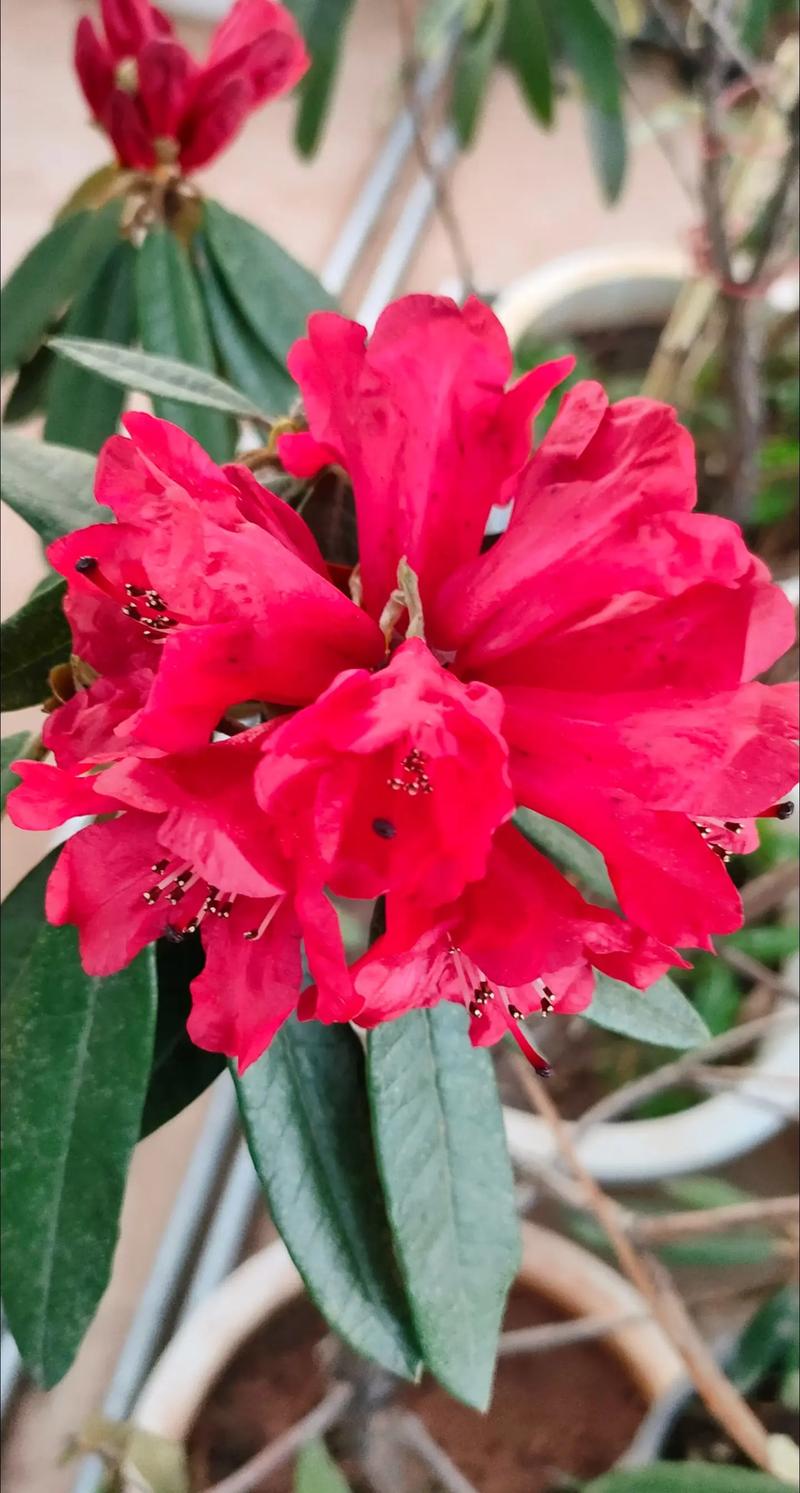 马缨杜鹃的繁殖方式，马缨杜鹃用什么土养比较好？