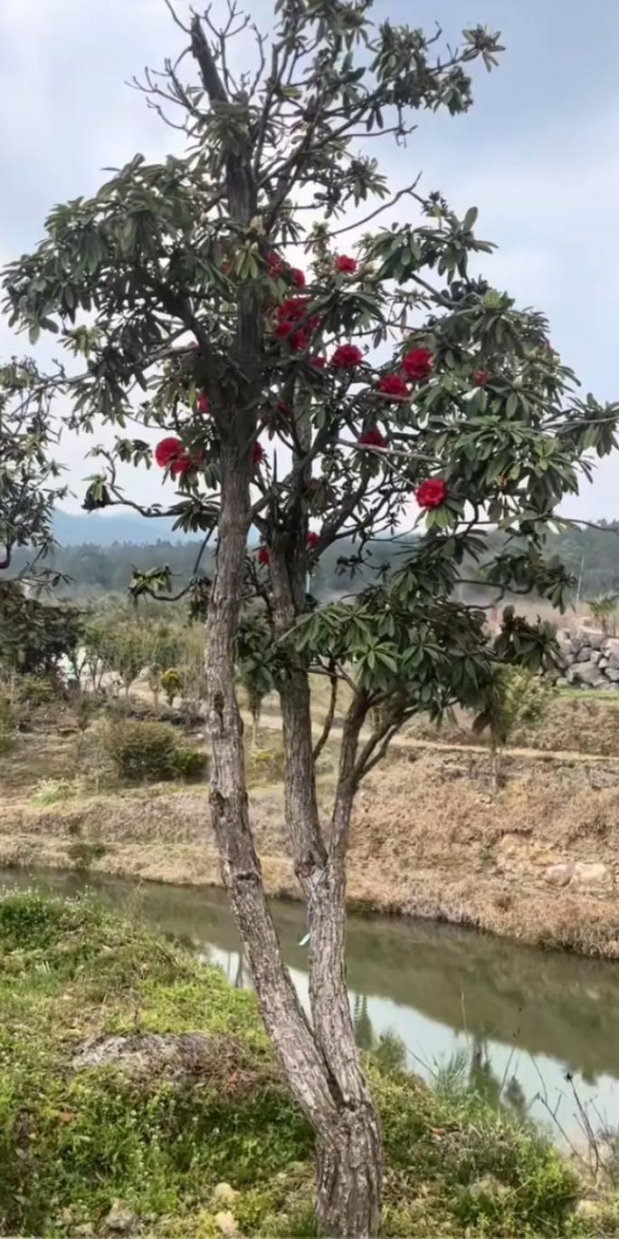 马缨杜鹃的繁殖方式，马缨杜鹃用什么土养比较好？-第2张图片-优品飞百科