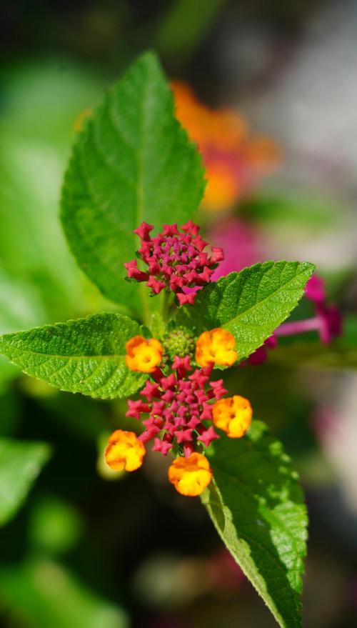 马缨杜鹃的繁殖方式，马缨杜鹃用什么土养比较好？-第3张图片-优品飞百科