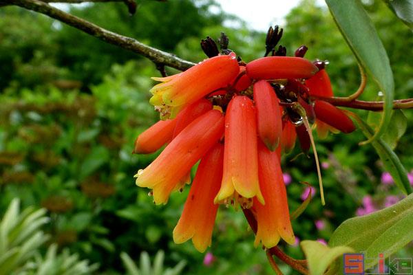 马缨杜鹃的繁殖方式，马缨杜鹃用什么土养比较好？-第4张图片-优品飞百科