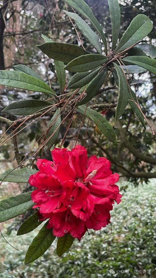 马缨杜鹃的繁殖方式，马缨杜鹃用什么土养比较好？-第5张图片-优品飞百科