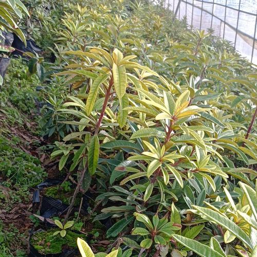 马缨杜鹃的繁殖方式，马缨杜鹃用什么土养比较好？-第6张图片-优品飞百科