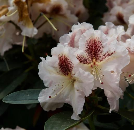 马缨杜鹃的繁殖方式，马缨杜鹃用什么土养比较好？-第7张图片-优品飞百科