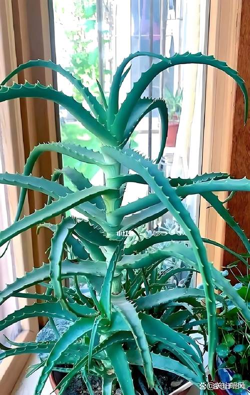 芦荟怎么养殖方法，芦荟怎么养殖方法和注意？