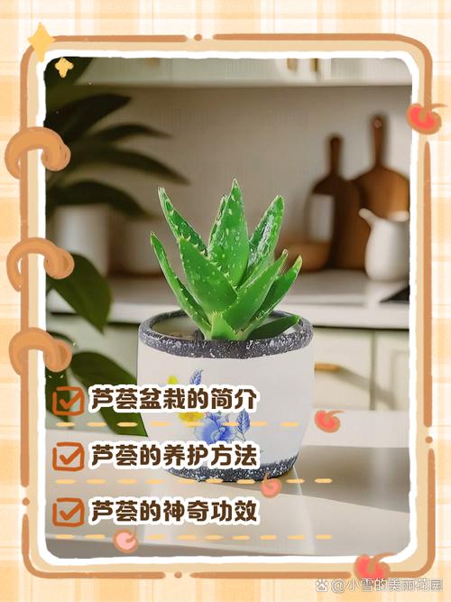 芦荟怎么养殖方法，芦荟怎么养殖方法和注意？-第2张图片-优品飞百科