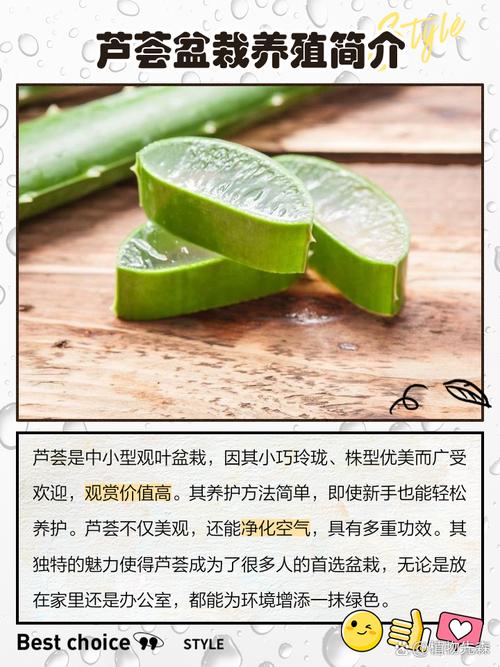 芦荟怎么养殖方法，芦荟怎么养殖方法和注意？-第3张图片-优品飞百科