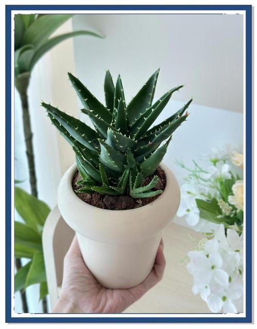 芦荟怎么养殖方法，芦荟怎么养殖方法和注意？-第4张图片-优品飞百科