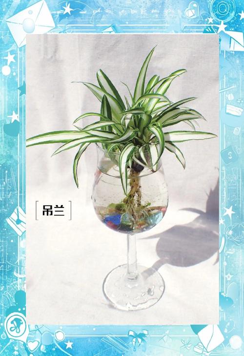 水养吊兰用什么肥，养在水里的吊兰用什么肥？