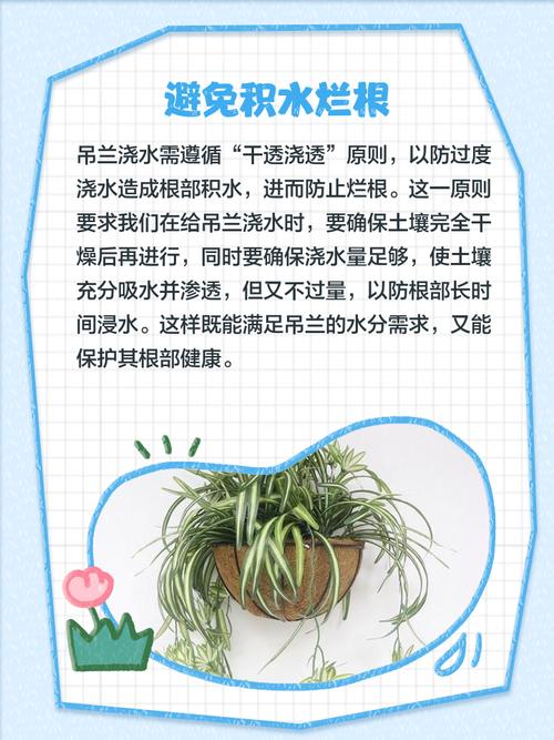 水养吊兰用什么肥,养在水里的吊兰用什么肥?-第2张图片-优品飞百科 水养吊兰用什么肥,养在水里的吊兰用什么肥?-第2张图片-优品飞百科