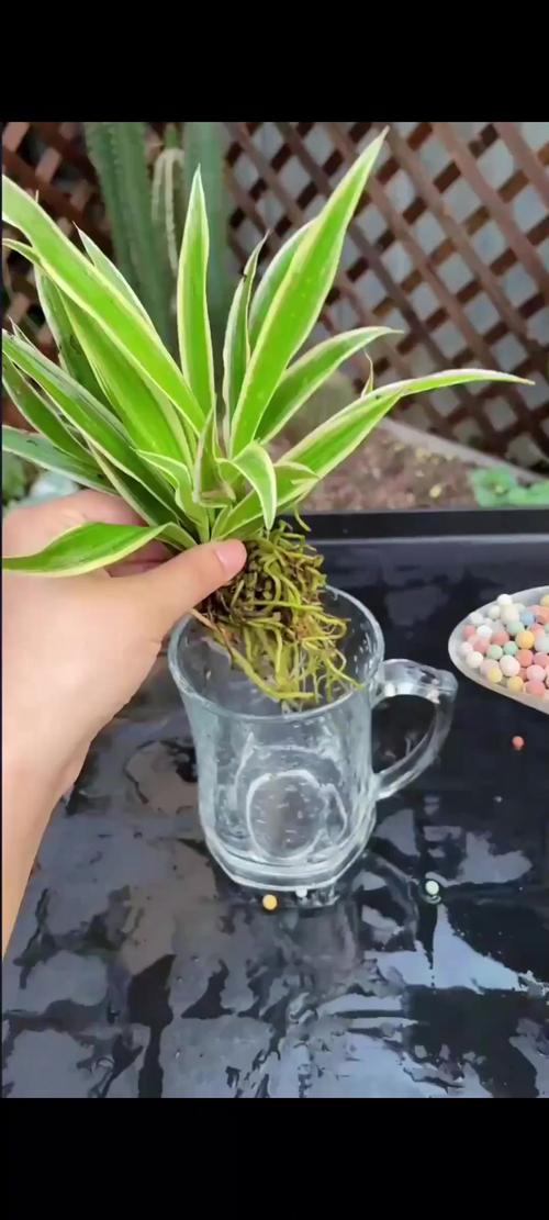 水养吊兰用什么肥,养在水里的吊兰用什么肥?-第3张图片-优品飞百科 水养吊兰用什么肥,养在水里的吊兰用什么肥?-第3张图片-优品飞百科