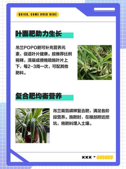 水养吊兰用什么肥,养在水里的吊兰用什么肥?-第5张图片-优品飞百科 水养吊兰用什么肥,养在水里的吊兰用什么肥?-第5张图片-优品飞百科