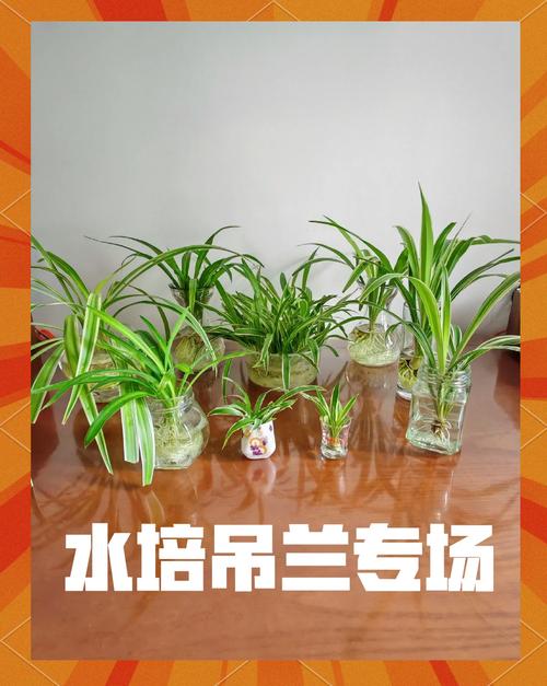 水养吊兰用什么肥,养在水里的吊兰用什么肥?-第7张图片-优品飞百科 水养吊兰用什么肥,养在水里的吊兰用什么肥?-第7张图片-优品飞百科