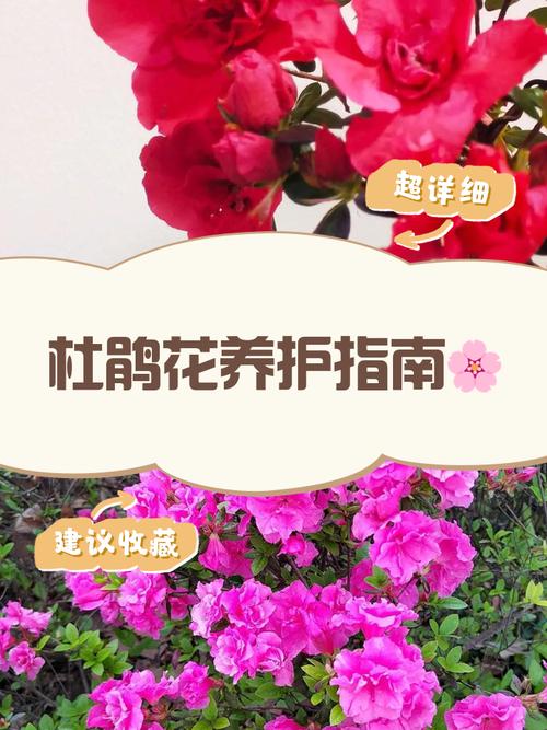 杜鹃花的养殖方法和注意事项，杜鹃花的养殖方法和注意事项 盆栽？