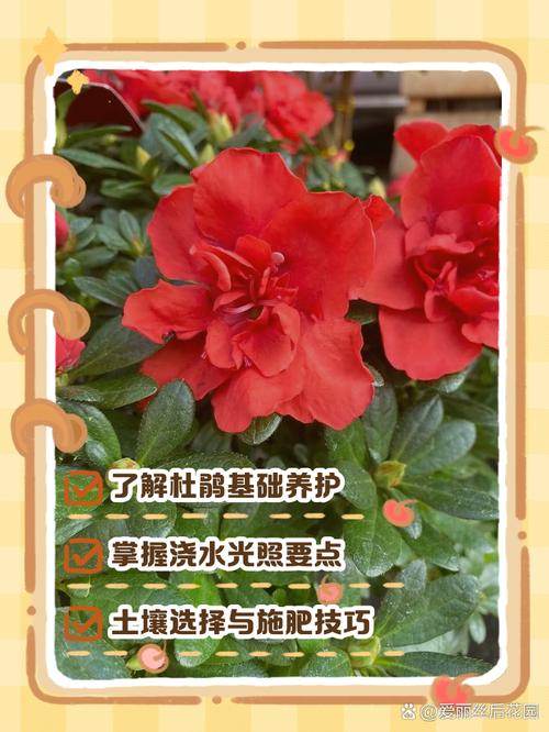 杜鹃花的养殖方法和注意事项，杜鹃花的养殖方法和注意事项 盆栽？-第2张图片-优品飞百科