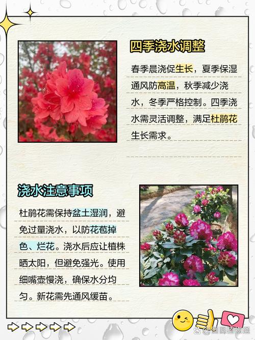 杜鹃花的养殖方法和注意事项，杜鹃花的养殖方法和注意事项 盆栽？-第3张图片-优品飞百科