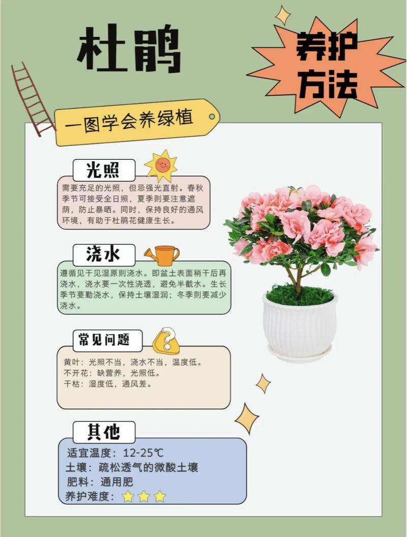 杜鹃花的养殖方法和注意事项，杜鹃花的养殖方法和注意事项 盆栽？-第4张图片-优品飞百科