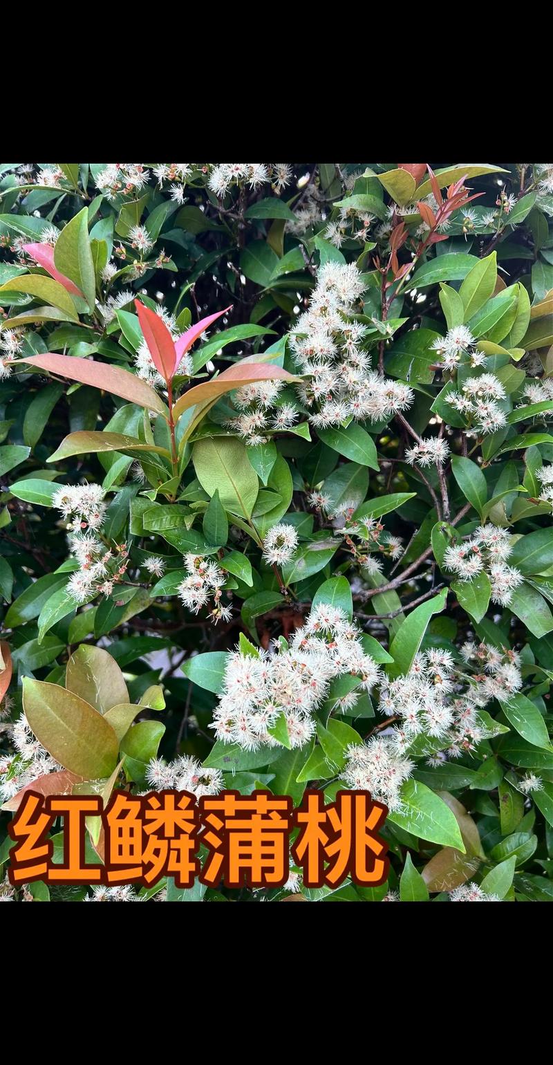 红鳞蒲桃的养殖方法，颜丙涛第三阶段比赛？