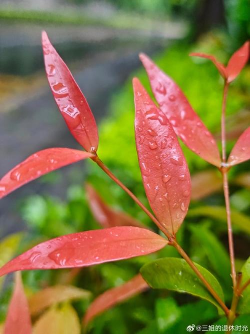 红鳞蒲桃的养殖方法，颜丙涛第三阶段比赛？-第2张图片-优品飞百科