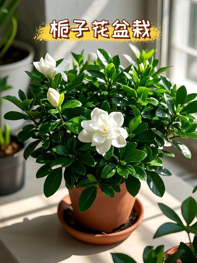 北方如何养栀子花，北方如何养栀子花盆栽-第2张图片-优品飞百科