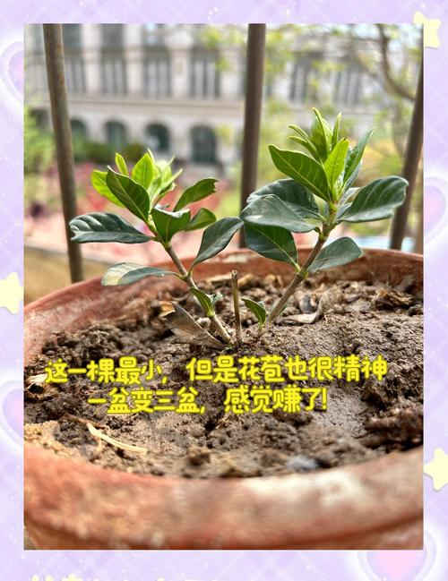 北方如何养栀子花，北方如何养栀子花盆栽-第5张图片-优品飞百科