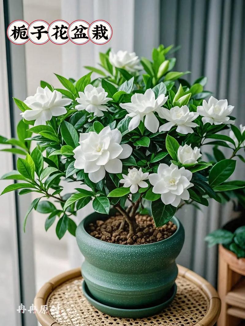 北方如何养栀子花，北方如何养栀子花盆栽-第7张图片-优品飞百科