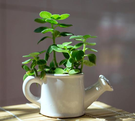 这7种花香味有毒，卧室千万别放！家里有老人小孩的必看！？哪种花的香味有毒？