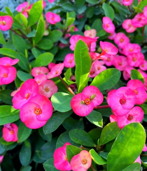 这7种花香味有毒,卧室千万别放!家里有老人小孩的必看!?哪种花的香味有毒?-第2张图片-优品飞百科 这7种花香味有毒,卧室千万别放!家里有老人小孩的必看!?哪种花的香味有毒?-第2张图片-优品飞百科