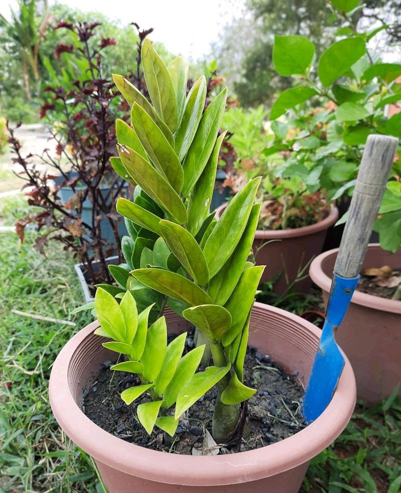 这7种花香味有毒,卧室千万别放!家里有老人小孩的必看!?哪种花的香味有毒?-第4张图片-优品飞百科 这7种花香味有毒,卧室千万别放!家里有老人小孩的必看!?哪种花的香味有毒?-第4张图片-优品飞百科