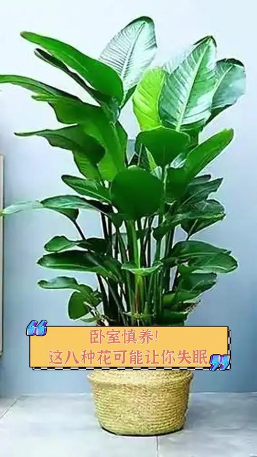 这7种花香味有毒,卧室千万别放!家里有老人小孩的必看!?哪种花的香味有毒?-第5张图片-优品飞百科 这7种花香味有毒,卧室千万别放!家里有老人小孩的必看!?哪种花的香味有毒?-第5张图片-优品飞百科