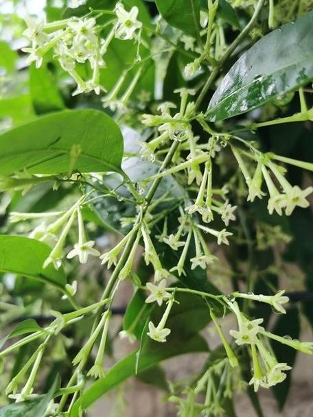 这7种花香味有毒,卧室千万别放!家里有老人小孩的必看!?哪种花的香味有毒?-第6张图片-优品飞百科 这7种花香味有毒,卧室千万别放!家里有老人小孩的必看!?哪种花的香味有毒?-第6张图片-优品飞百科