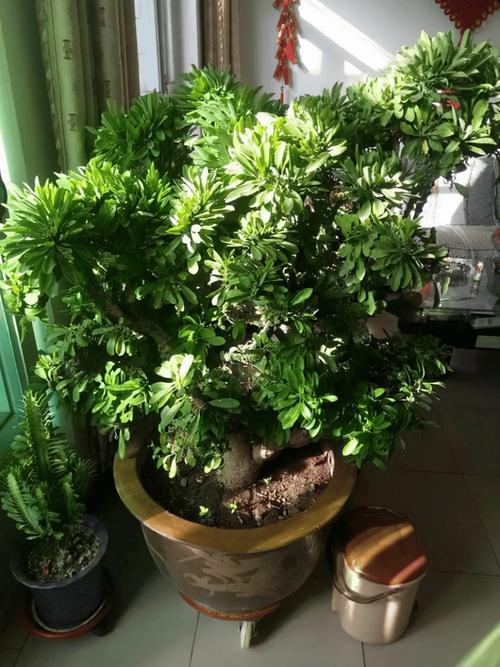 这7种花香味有毒,卧室千万别放!家里有老人小孩的必看!?哪种花的香味有毒?-第7张图片-优品飞百科 这7种花香味有毒,卧室千万别放!家里有老人小孩的必看!?哪种花的香味有毒?-第7张图片-优品飞百科