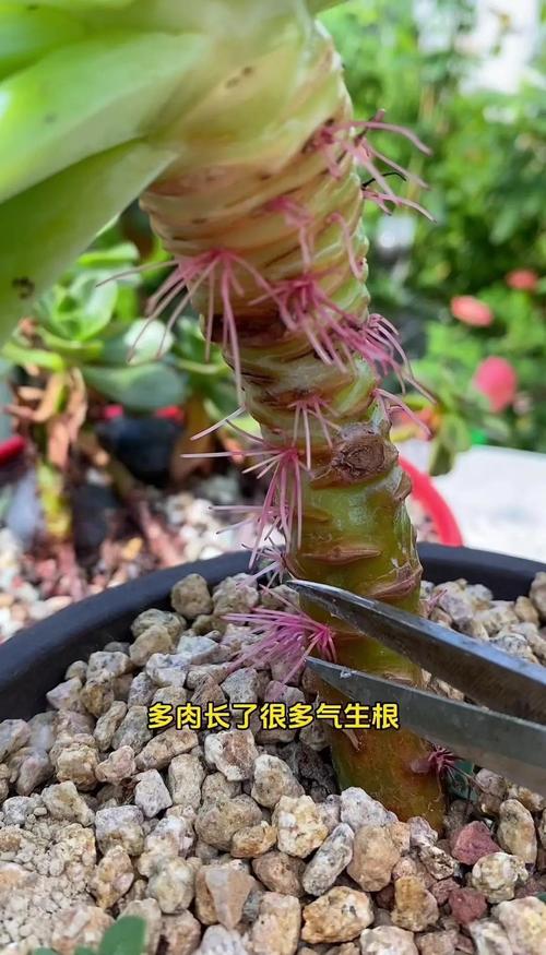 多肉植物烂根怎么办，多肉烂根了怎么办？