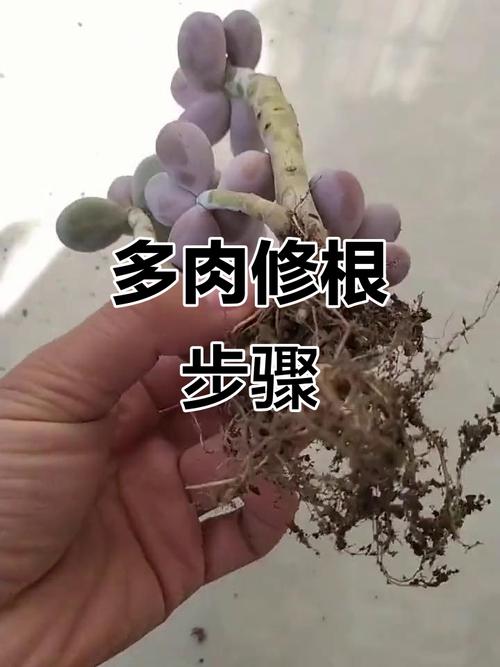 多肉植物烂根怎么办，多肉烂根了怎么办？-第2张图片-优品飞百科