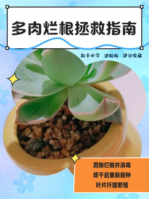 多肉植物烂根怎么办，多肉烂根了怎么办？-第3张图片-优品飞百科