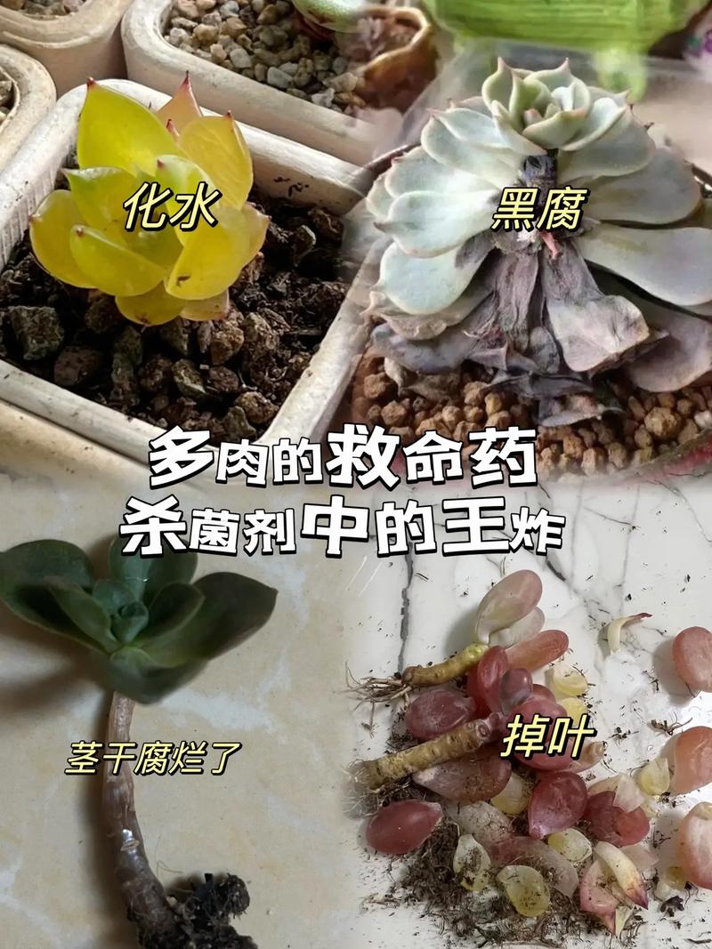 多肉植物烂根怎么办，多肉烂根了怎么办？-第5张图片-优品飞百科