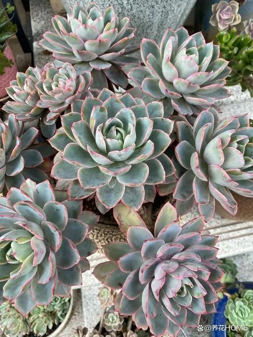 多肉植物烂根怎么办，多肉烂根了怎么办？-第6张图片-优品飞百科