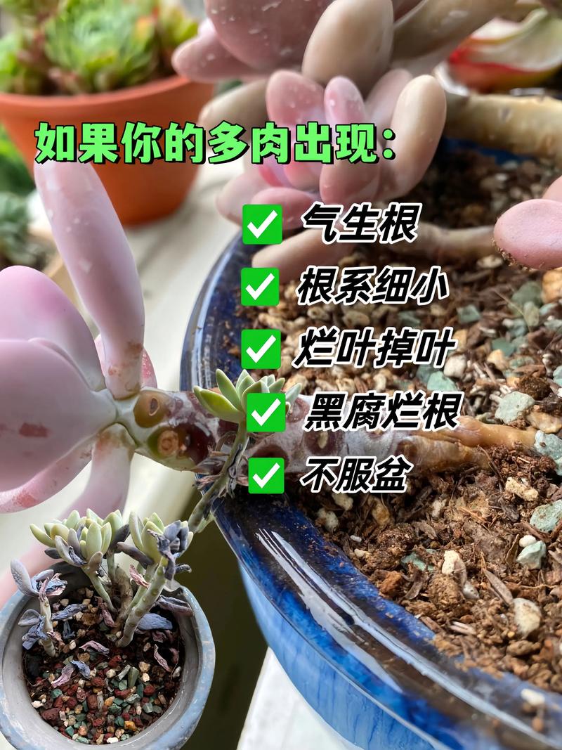 多肉植物烂根怎么办，多肉烂根了怎么办？-第7张图片-优品飞百科