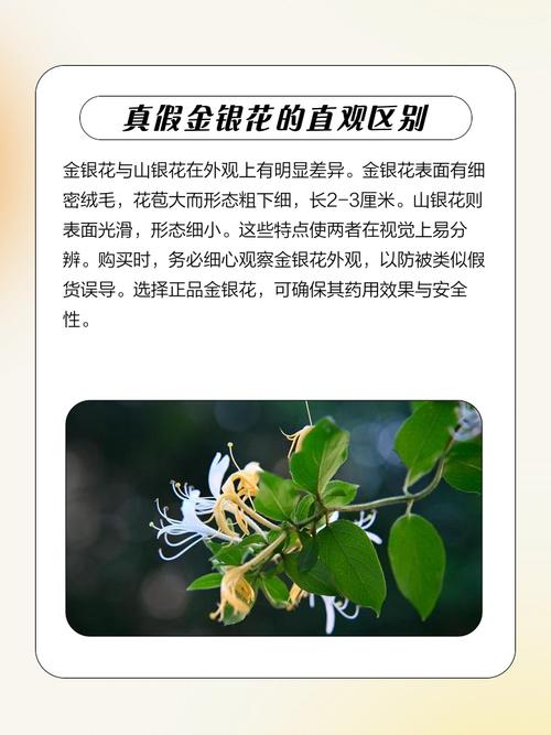 金银花与金莲花的区别？金银花与金莲花的区别与功效？
