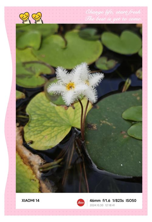 金银花与金莲花的区别?金银花与金莲花的区别与功效?-第3张图片-优品飞百科 金银花与金莲花的区别?金银花与金莲花的区别与功效?-第3张图片-优品飞百科