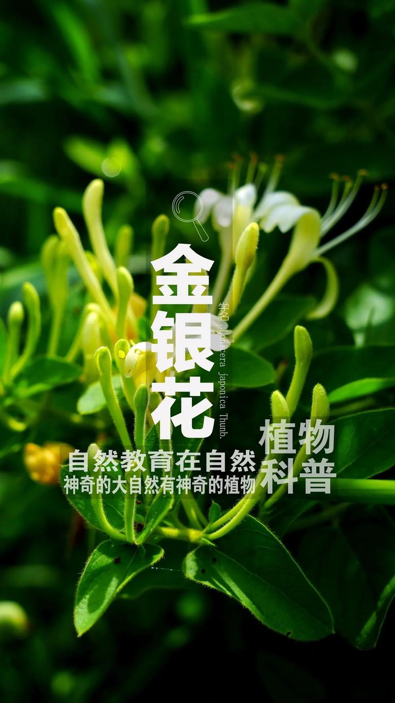 金银花与金莲花的区别?金银花与金莲花的区别与功效?-第4张图片-优品飞百科 金银花与金莲花的区别?金银花与金莲花的区别与功效?-第4张图片-优品飞百科
