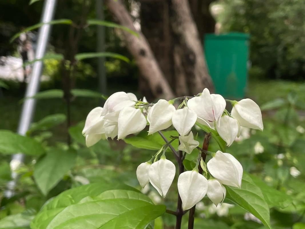 龙吐珠一年开几次花？龙吐珠几年生花卉？