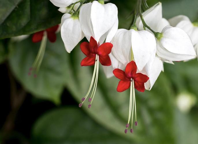 龙吐珠一年开几次花？龙吐珠几年生花卉？-第2张图片-优品飞百科