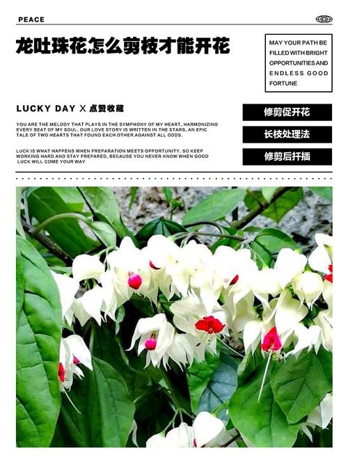 龙吐珠一年开几次花？龙吐珠几年生花卉？-第3张图片-优品飞百科