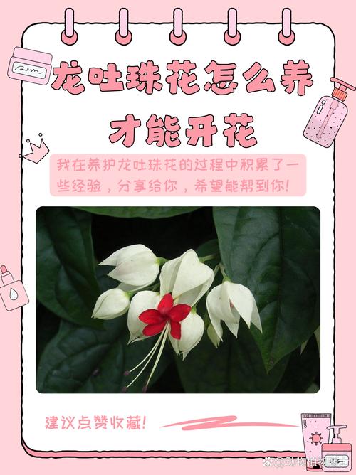 龙吐珠一年开几次花？龙吐珠几年生花卉？-第4张图片-优品飞百科